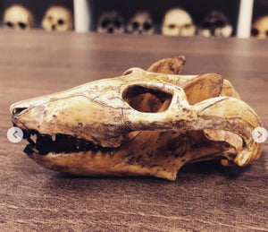 Cynodont - Probainognathus jenseni Skull cast replica (2024)