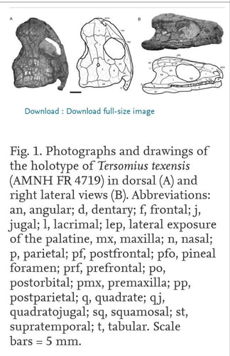 Tersomius non Dinosaur Fossil Cast Tiny Amphibian dinosaur Tersomius   skull fossil cast replica reproduction