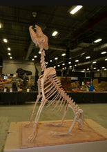 Load image into Gallery viewer, Pleistocene Wolf Skeleton cast replica cast replica reproduction Fossils