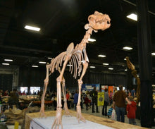 Load image into Gallery viewer, Pleistocene Wolf Skeleton cast replica cast replica reproduction Fossils