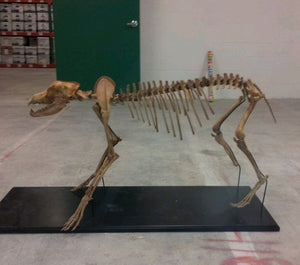 Pleistocene Wolf Skeleton cast replica cast replica reproduction Fossils