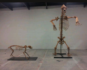 Pleistocene Wolf Skeleton cast replica cast replica reproduction Fossils