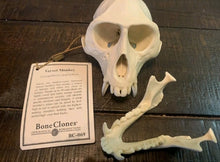 Load image into Gallery viewer, Vervet Monkey skull cast replica Life cast