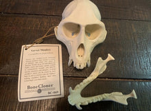 画像をギャラリービューアに読み込む, Vervet Monkey skull cast replica Life cast