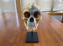 Cargar imagen en el visor de la galería, Homo floresiensis Skull (Flores Skull LB1)

Hobbit skull cast reconstruction 2023 price