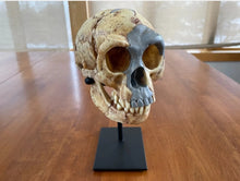 Cargar imagen en el visor de la galería, Homo floresiensis Skull (Flores Skull LB1)

Hobbit skull cast reconstruction 2023 price