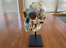 Cargar imagen en el visor de la galería, Homo floresiensis Skull (Flores Skull LB1)

Hobbit skull cast reconstruction 2023 price