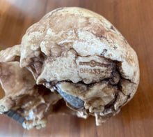 Cargar imagen en el visor de la galería, Homo floresiensis Skull (Flores Skull LB1)

Hobbit skull cast reconstruction 2023 price