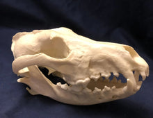 Laden Sie das Bild in den Galerie-Viewer, Red Wolf Skull BC-147, Canis Rufus, Osteological Reproductions Updated 2023