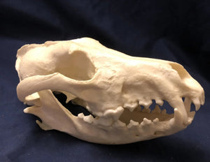 Red Wolf Skull BC-147, Canis Rufus, Osteological Reproductions Updated 2023