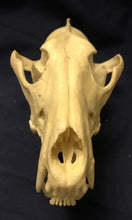 Laden Sie das Bild in den Galerie-Viewer, Red Wolf Skull BC-147, Canis Rufus, Osteological Reproductions Updated 2023