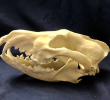 Laden Sie das Bild in den Galerie-Viewer, Red Wolf Skull BC-147, Canis Rufus, Osteological Reproductions Updated 2023