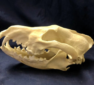 Red Wolf Skull BC-147, Canis Rufus, Osteological Reproductions Updated 2023