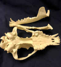 Laden Sie das Bild in den Galerie-Viewer, Red Wolf Skull BC-147, Canis Rufus, Osteological Reproductions Updated 2023