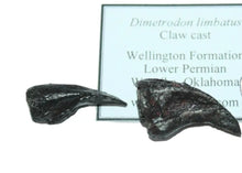 Charger l&#39;image dans la galerie, Dimetrodon limbatus claws cast replica set of 2