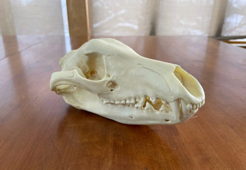 Thylacine Replica Skull Bone Clones Tasmanian Tiger/Wolf Updated 2025