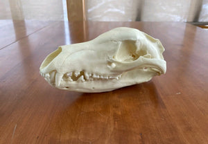 Thylacine Replica Skull Bone Clones Tasmanian Tiger/Wolf Updated 2025
