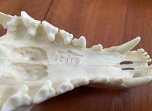 Load image into Gallery viewer, Thylacine Replica Skull Bone Clones Tasmanian Tiger/Wolf Updated 2025