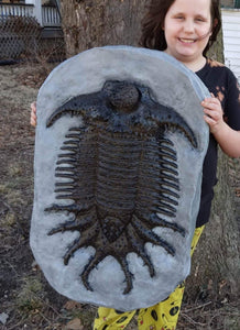 Terataspis grandis (Giant Trilobite) Cast Replica