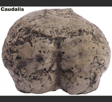 Load image into Gallery viewer, Neanderthal Homo neanderthalensis - Endocast - cast of resin