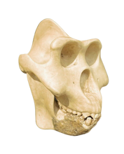 Laden Sie das Bild in den Galerie-Viewer, Gigantopithecus skull #1 Gigantopithecus blacki Reconstruction Price updated 2023