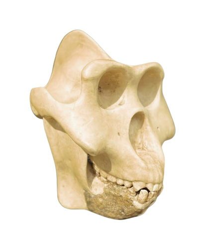 Gigantopithecus skull #1 Gigantopithecus blacki Reconstruction Price updated 2023