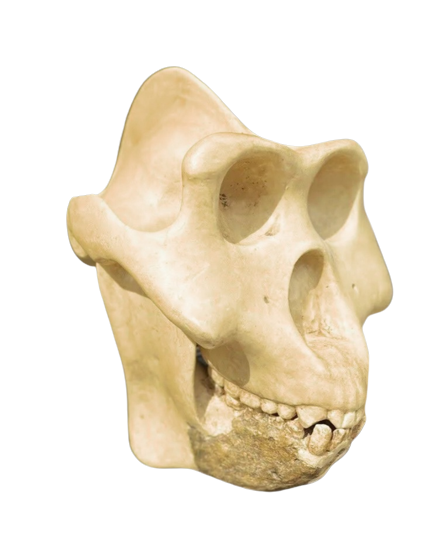 Gigantopithecus skull #1 Gigantopithecus blacki Reconstruction Price updated 2023