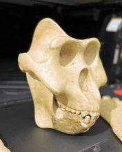 Laden Sie das Bild in den Galerie-Viewer, Gigantopithecus skull #1 Gigantopithecus blacki Reconstruction Price updated 2023