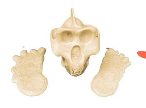 Gigantopithecus skull #1 Gigantopithecus blacki Reconstruction Price updated 2023