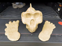 Laden Sie das Bild in den Galerie-Viewer, Gigantopithecus skull #1 Gigantopithecus blacki Reconstruction Price updated 2023