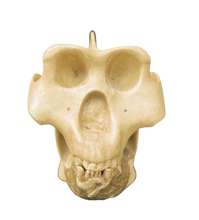 Laden Sie das Bild in den Galerie-Viewer, Gigantopithecus skull #1 Gigantopithecus blacki Reconstruction Price updated 2023