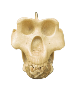 Gigantopithecus skull #1 Gigantopithecus blacki Reconstruction Price updated 2023