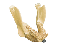 Laden Sie das Bild in den Galerie-Viewer, Gigantopithecus skull #1 Gigantopithecus blacki Reconstruction Price updated 2023