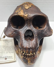 Load image into Gallery viewer, Lucy Australopithecus afarensis skull replica cast BH Updated 2023