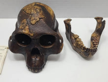 Laden Sie das Bild in den Galerie-Viewer, Lucy Australopithecus afarensis skull replica cast BH Updated 2023