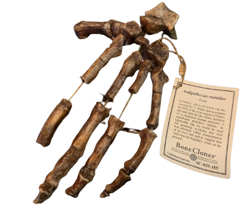 Ardipithecus Foot cast replica Full-size reconstruction cast reconstruction Updated 2023