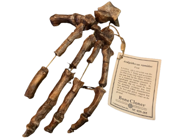 Ardipithecus Foot cast replica Full-size reconstruction cast reconstruction Updated 2023