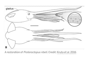 Octopus: Proteroctopus ribeti, fossil octopus cast replica 