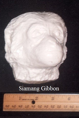 Gibbon death cast replica Life cast death mask