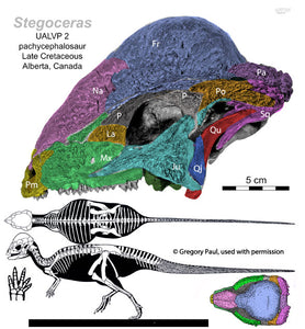 Pachycephalosaurus Stegoceras validum skull cast replica