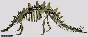 Stegosaurus skeleton cast replica #1