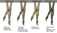 Load image into Gallery viewer, Albertosaurus arm and hand-cast replica reproduction.