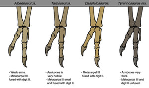 Albertosaurus arm and hand-cast replica reproduction.