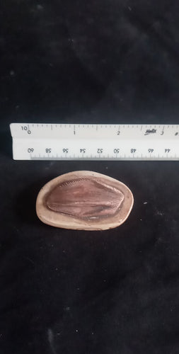 Iguanodon tooth cast replica #1 Dinosaur fossil for sale reproduction