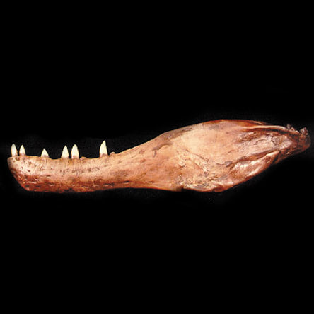 Albertosaurus Jaw cast replica reproduction dinosaur fossil cast Gorgosaurus Taylor Made Fossils