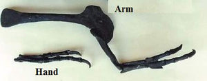 Albertosaurus hand cast replica reproduction dinosaur fossil cast Gorgosaurus