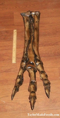 Albertosaurus Foot cast replica reproduction dinosaur fossil cast Gorgosaurus Taylor Made Fossils