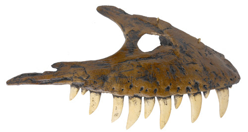 Albertosaurus Maxilla cast replica reproduction dinosaur fossil cast Gorgosaurus Taylor Made Fossils