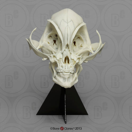 Alien Grey skull cast replica (Updated 1/25)