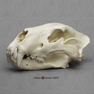 American Lion Skull Antique Finish Cast Replica Reproduction (Updated1/24)